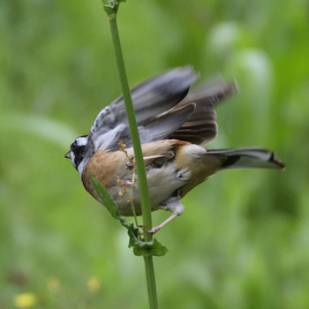 Meadow Bunting 山田ホタルノ里 Wed, 4/24/2019