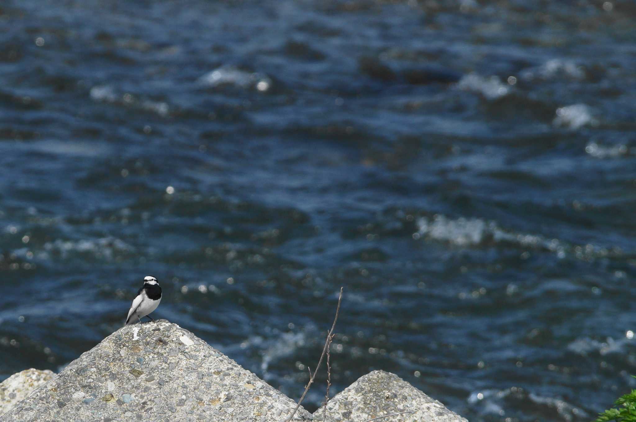 White Wagtail