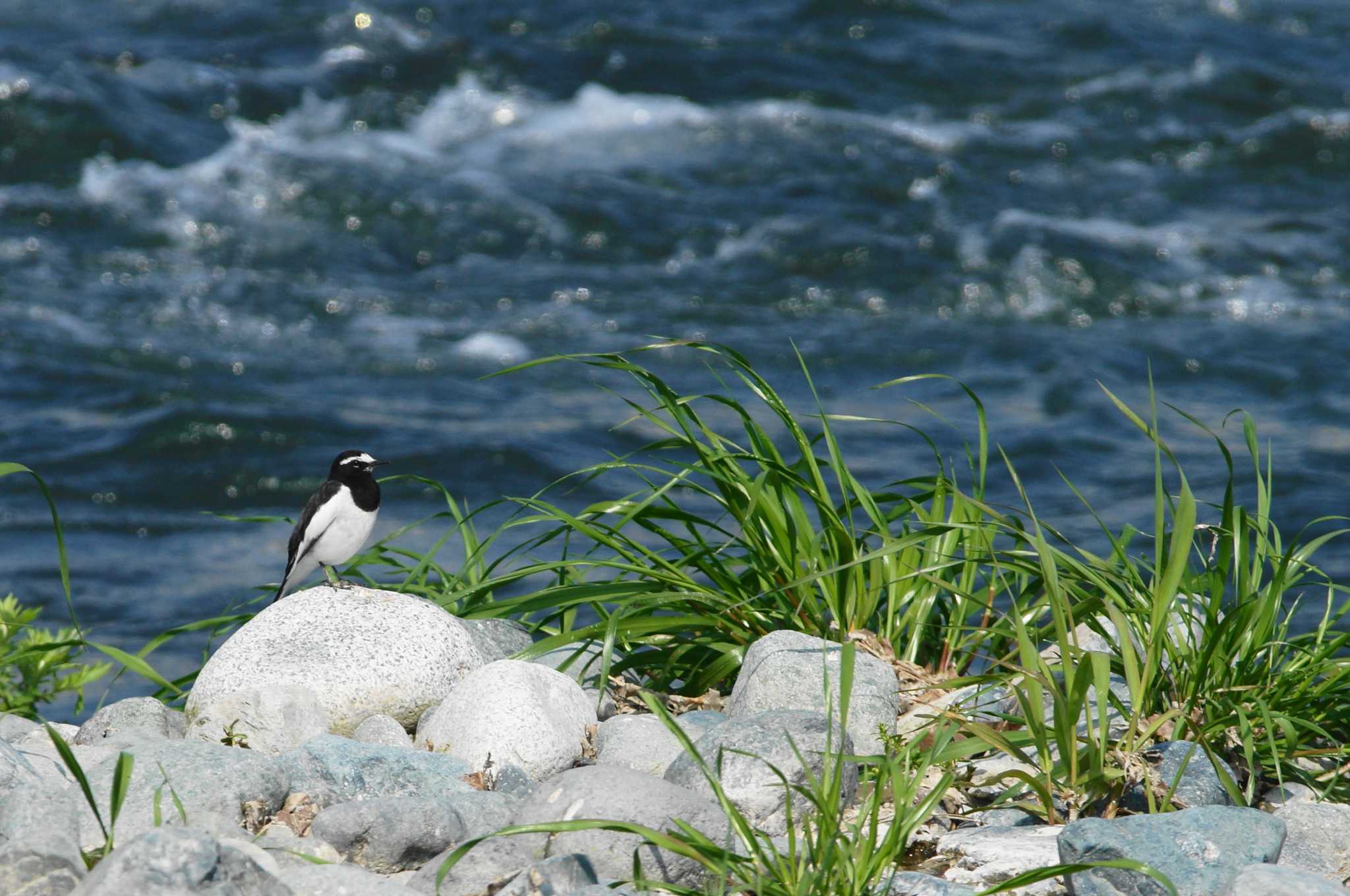 Photo of Japanese Wagtail at 酒匂川 by bea