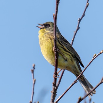 Masked Bunting 札幌 Thu, 4/18/2019