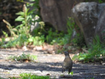 Eyebrowed Thrush 稲佐山 Fri, 4/19/2019