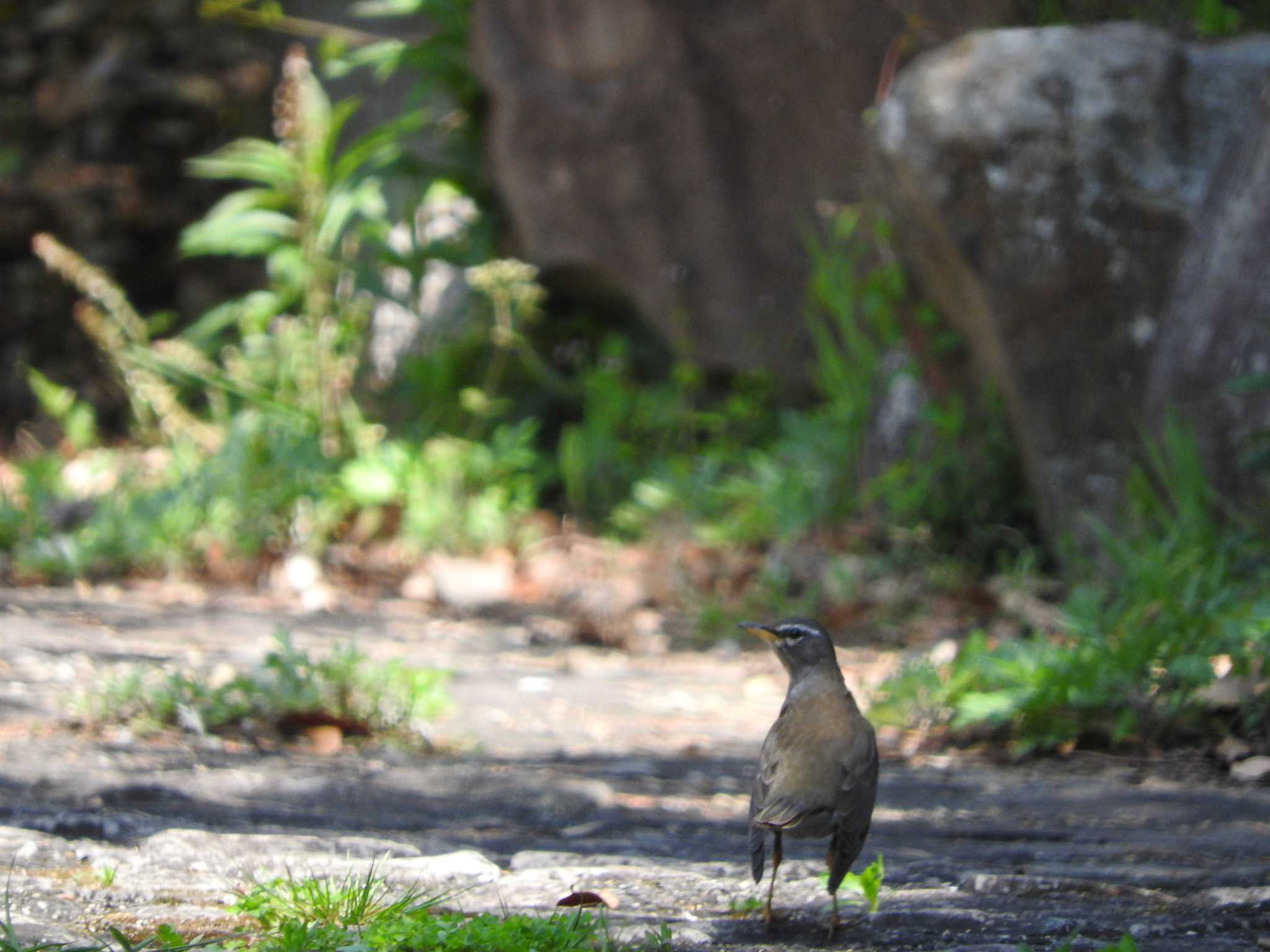 Photo of Eyebrowed Thrush at 稲佐山 by M Yama