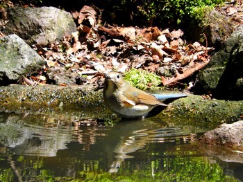 Red-flanked Bluetail 雲仙あざみ谷 Mon, 4/15/2019