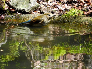 Red-flanked Bluetail 雲仙あざみ谷 Mon, 4/15/2019