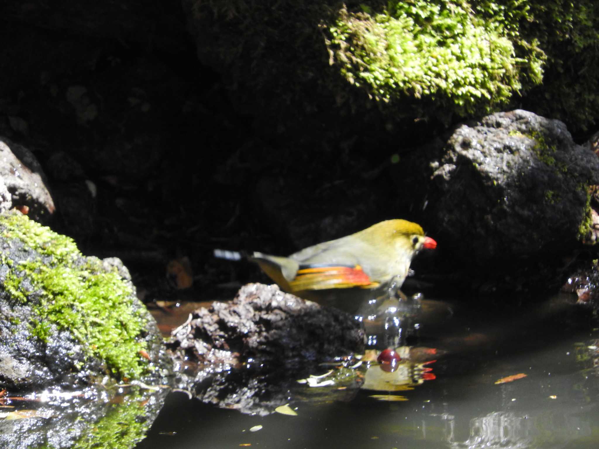 Photo of Red-billed Leiothrix at 雲仙あざみ谷 by M Yama