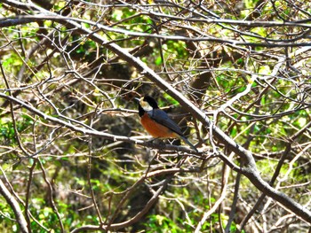 Varied Tit 雲仙あざみ谷 Mon, 4/15/2019