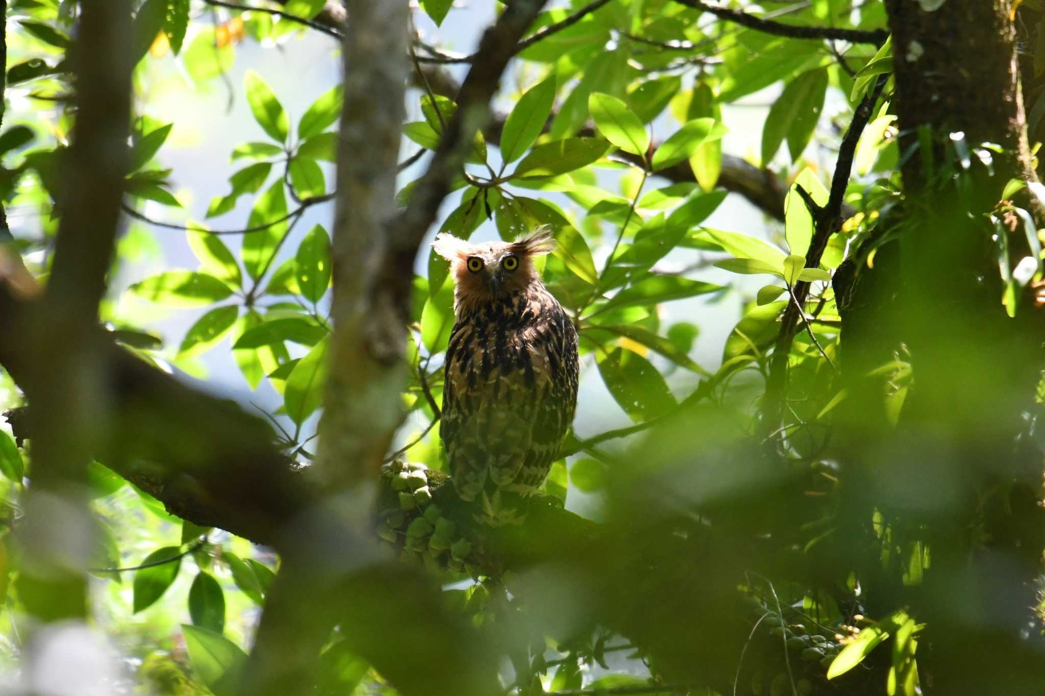 Mangrove Forest Park (Thailand) マレーウオミミズクの写真 by あひる