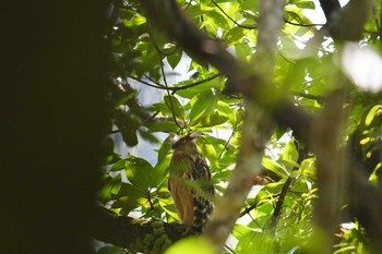 ノドグロサイホウチョウ Mangrove Forest Park (Thailand) 2019年2月26日(火)