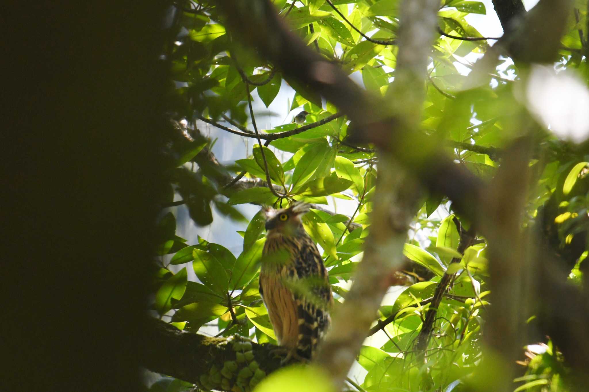 Mangrove Forest Park (Thailand) ノドグロサイホウチョウの写真 by あひる