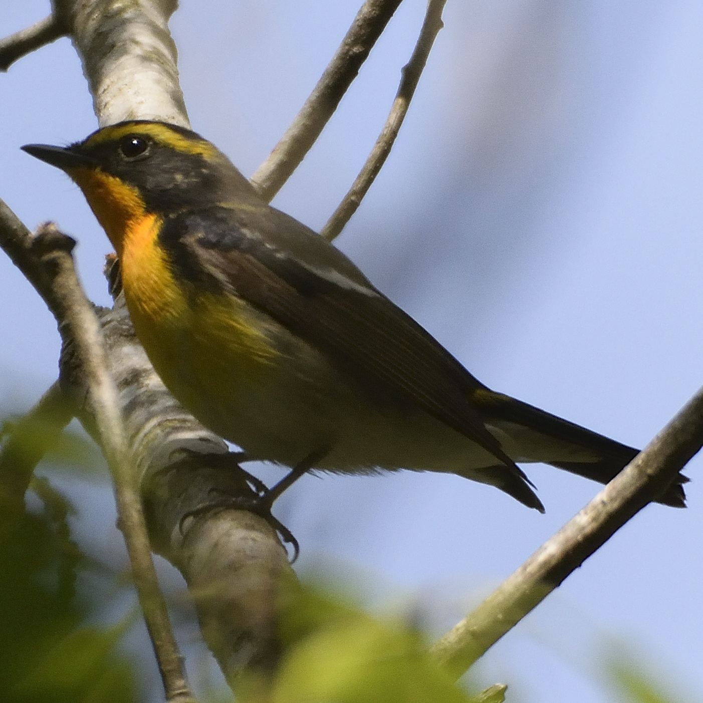 Photo of Narcissus Flycatcher at 福岡県宗像市 by poyon ぽよん