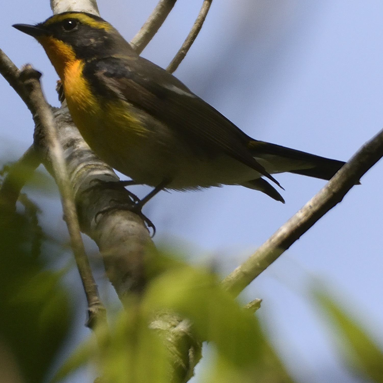 Photo of Narcissus Flycatcher at 福岡県宗像市 by poyon ぽよん