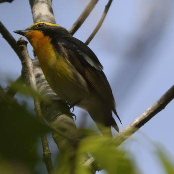 Narcissus Flycatcher 福岡県宗像市 Sat, 4/20/2019