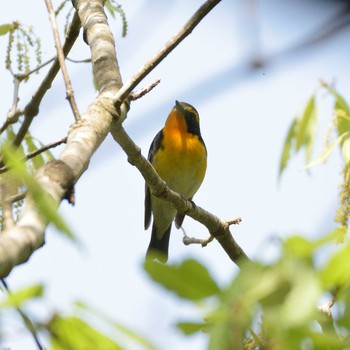 Narcissus Flycatcher 福岡県宗像市 Sat, 4/20/2019