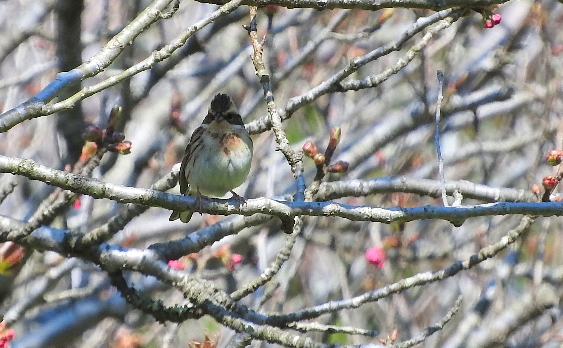 Photo of Yellow-throated Bunting at ソトメ神浦川河川公園 by M Yama
