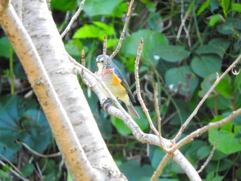 Red-flanked Bluetail 樺島灯台 Wed, 4/3/2019