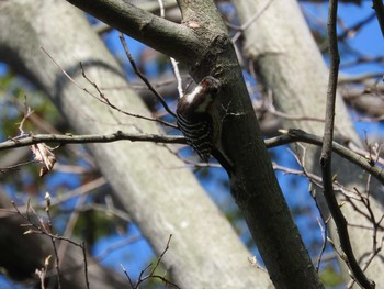 Japanese Pygmy Woodpecker 長崎鎮西公園 Sun, 3/24/2019