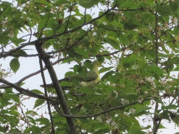 White-bellied Green Pigeon 大阪府大阪市 Fri, 4/19/2019
