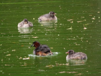 Little Grebe Machida Yakushiike Park Wed, 4/24/2019