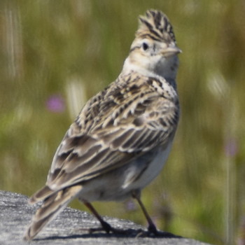 Eurasian Skylark 福岡県遠賀郡 Sun, 3/24/2019