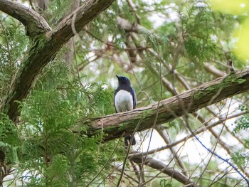 オオルリ 旧古河庭園 2019年4月26日(金)