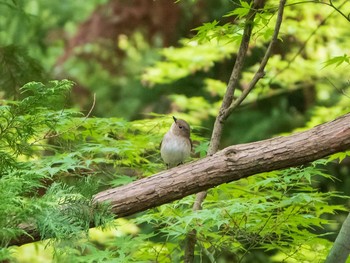 オオルリ 旧古河庭園 2019年4月26日(金)