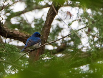 オオルリ 旧古河庭園 2019年4月26日(金)