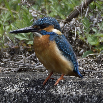 Common Kingfisher 裂田溝 Sat, 4/13/2019