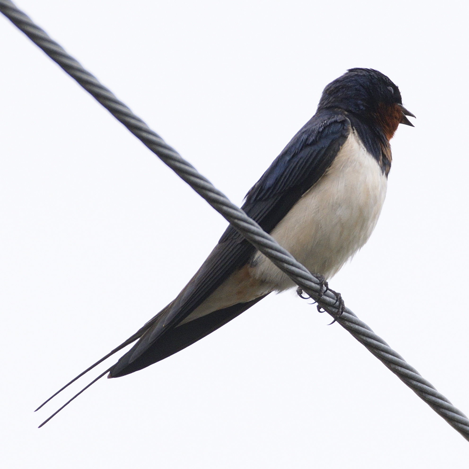 Photo of Barn Swallow at 裂田溝 by poyon ぽよん