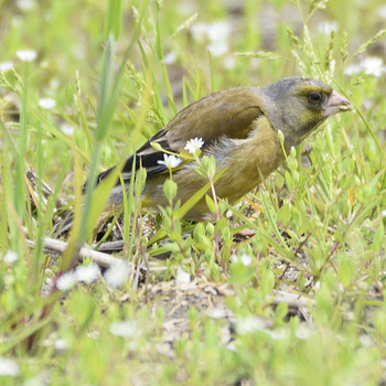 Masked Bunting 裂田溝 Sat, 4/13/2019