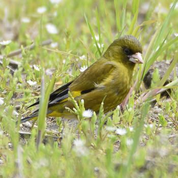 Masked Bunting 裂田溝 Sat, 4/13/2019