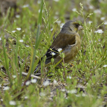 Masked Bunting 裂田溝 Sat, 4/13/2019