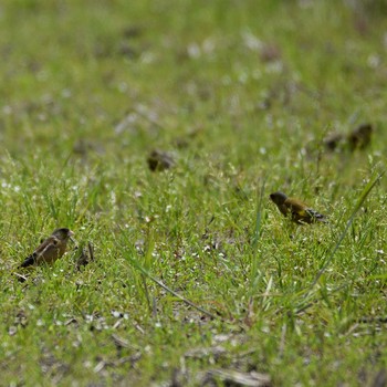 Masked Bunting 裂田溝 Sat, 4/13/2019