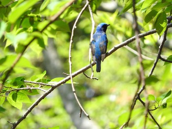 Blue-and-white Flycatcher 稲佐山 Fri, 4/19/2019