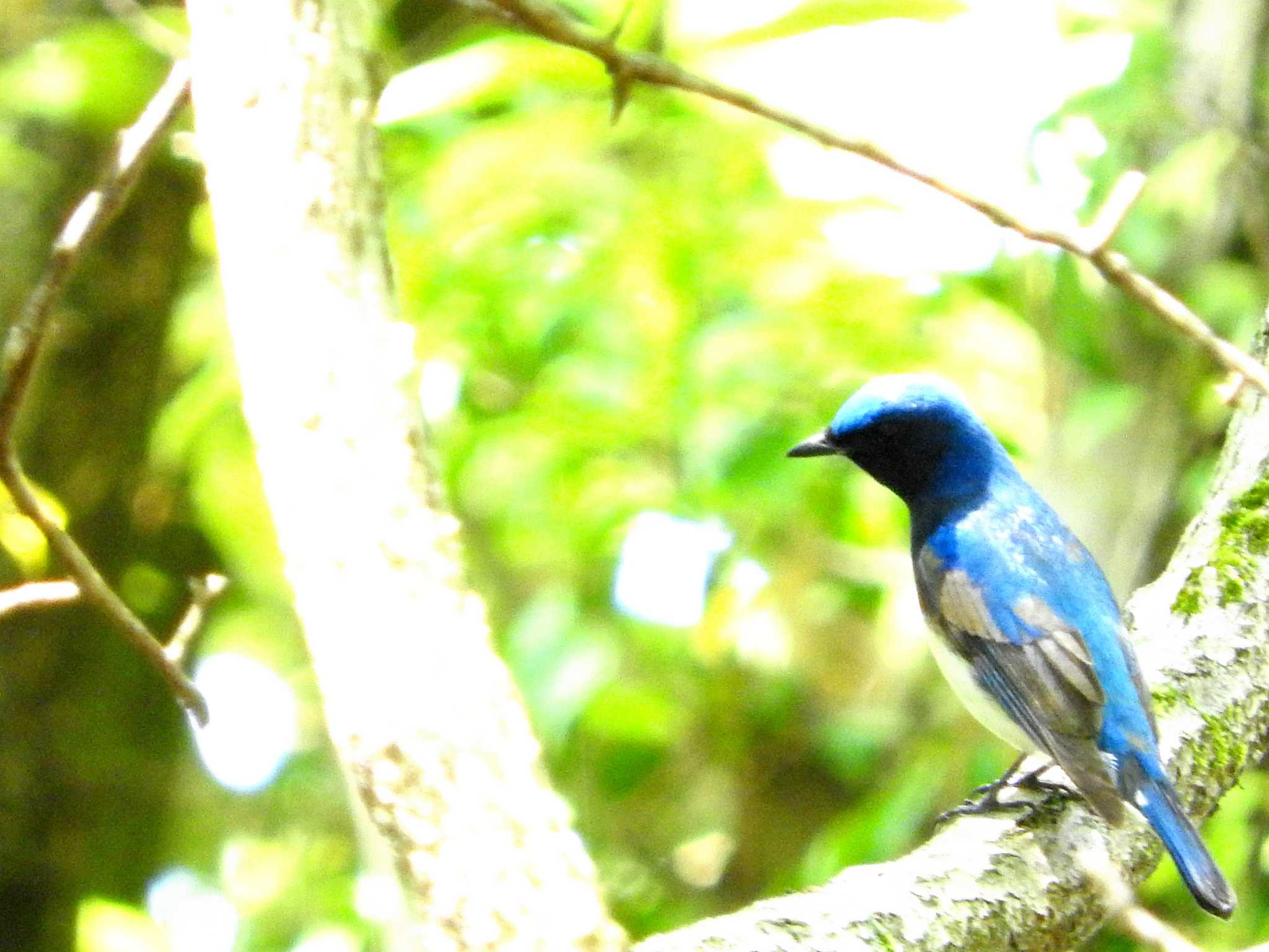 Photo of Blue-and-white Flycatcher at 稲佐山 by M Yama