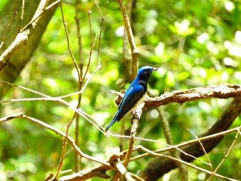 Blue-and-white Flycatcher 稲佐山 Fri, 4/19/2019