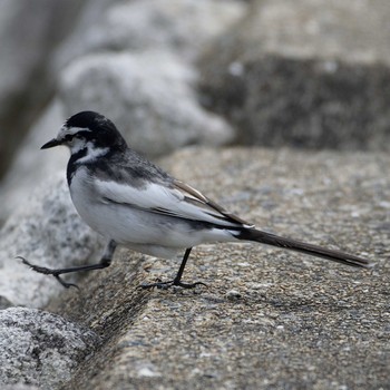 White Wagtail 裂田溝 Sat, 4/13/2019