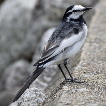 White Wagtail 裂田溝 Sat, 4/13/2019