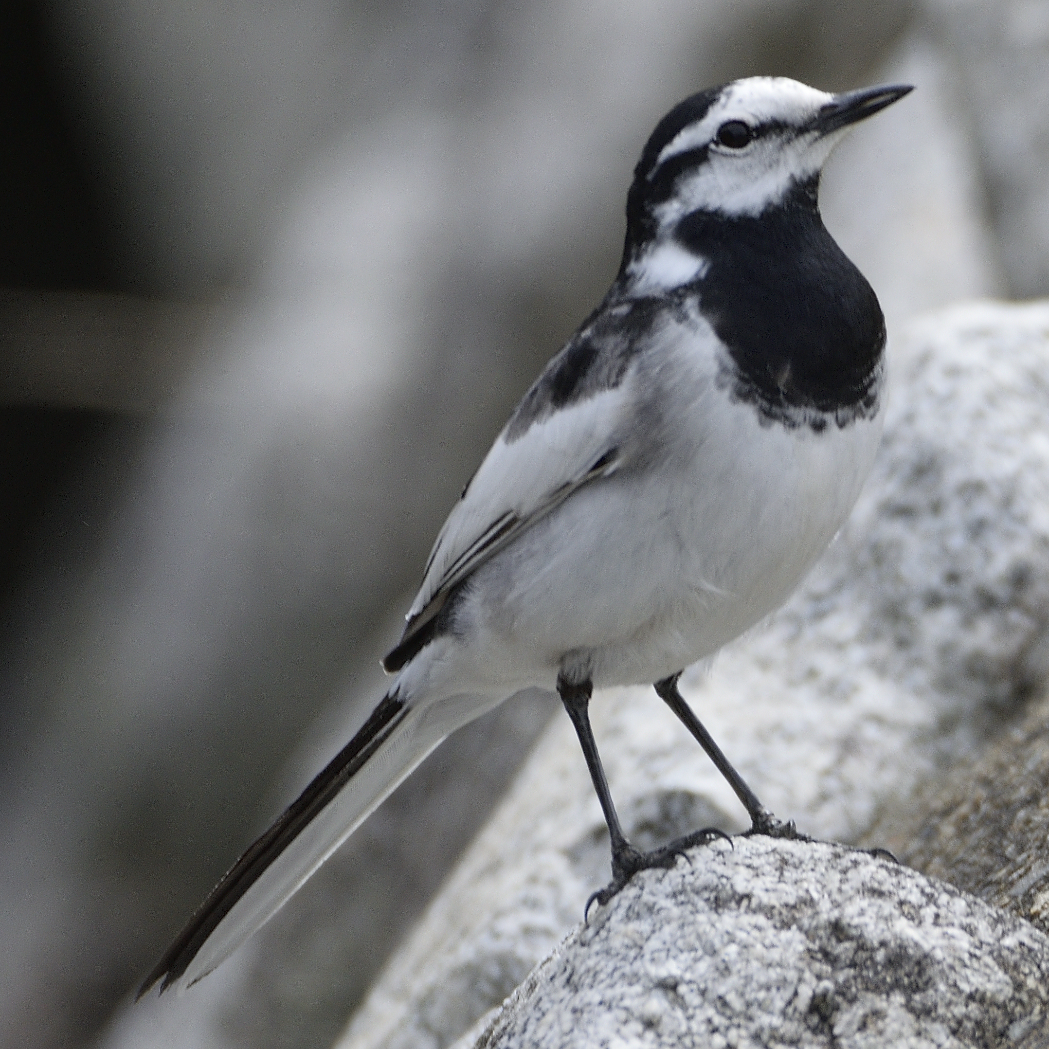 Photo of White Wagtail at 裂田溝 by poyon ぽよん