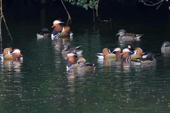 2019年4月1日(月) 下ノ田池の野鳥観察記録