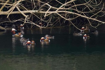 Mandarin Duck 下ノ田池 Mon, 4/1/2019