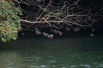 Mandarin Duck 下ノ田池 Mon, 4/1/2019