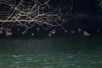 Mandarin Duck 下ノ田池 Mon, 4/1/2019