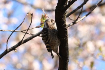 コゲラ 三ツ池公園(横浜市鶴見区) 2019年4月2日(火)