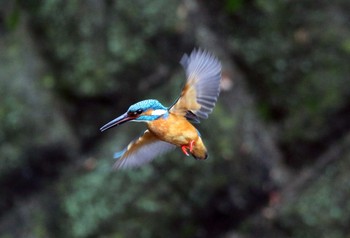 カワセミ 稲城 2019年4月27日(土)