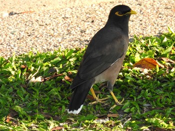 Common Myna Esplanade(Cairns) Sat, 9/1/2018