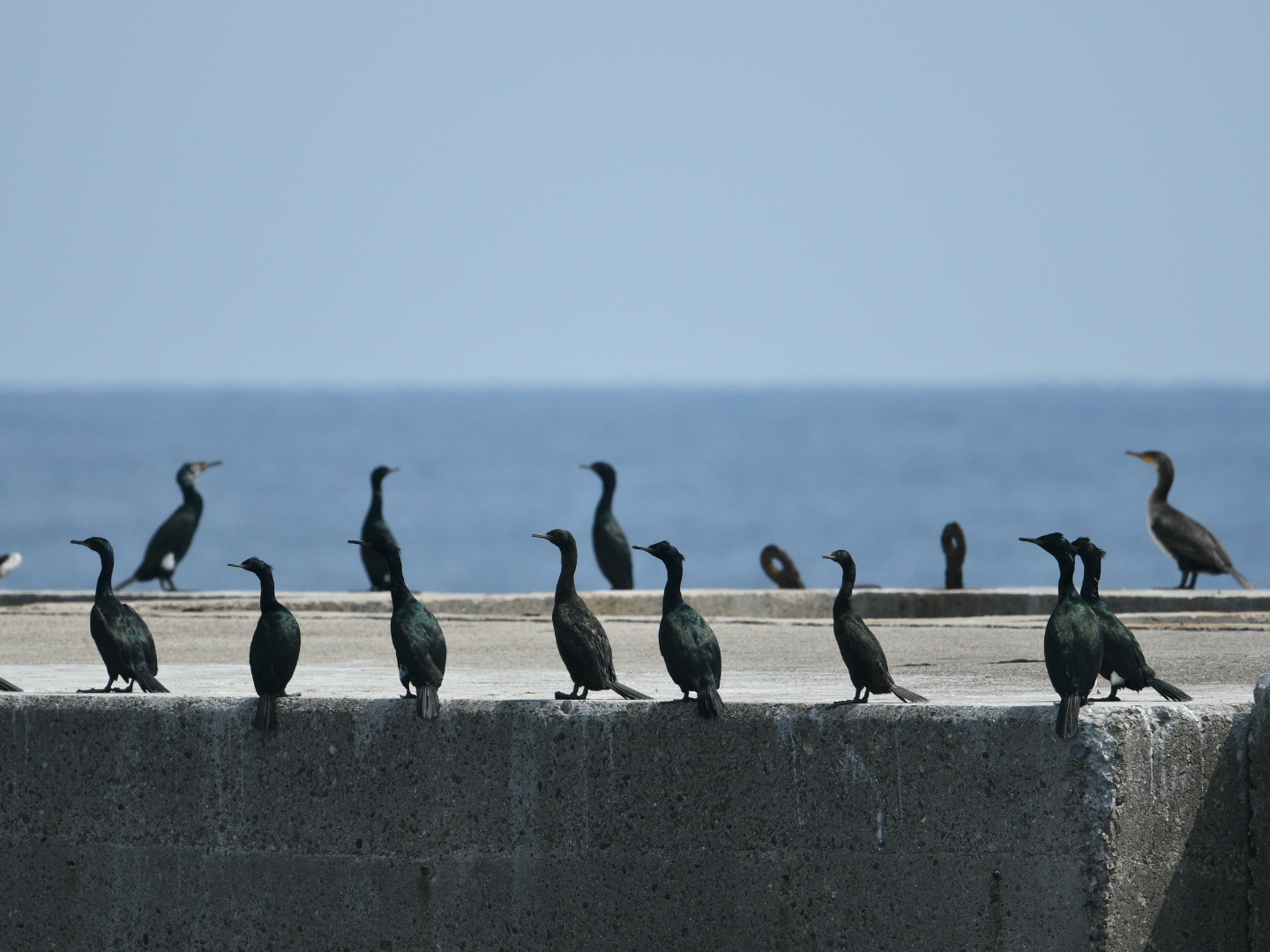 Pelagic Cormorant