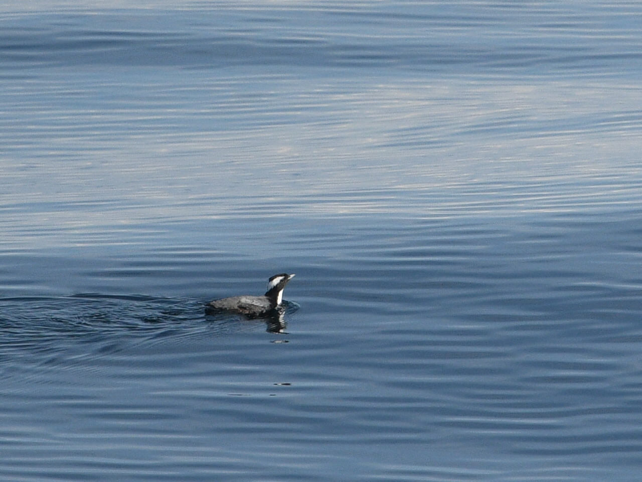 Photo of Japanese Murrelet at Hegura Island by Yuki86