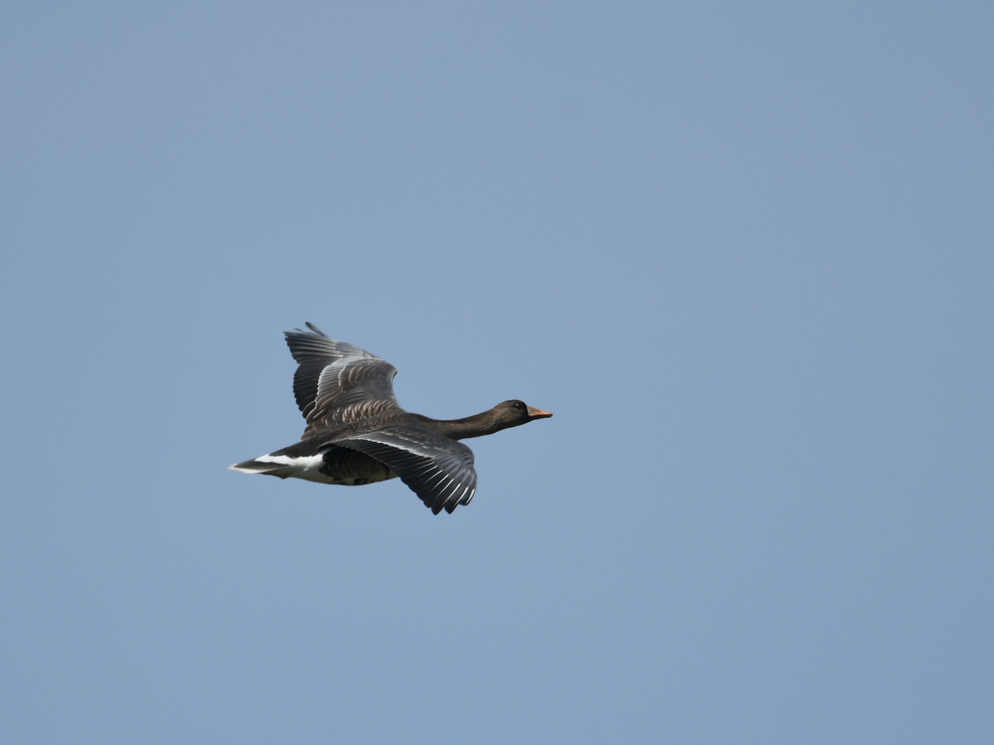 Greater White-fronted Goose