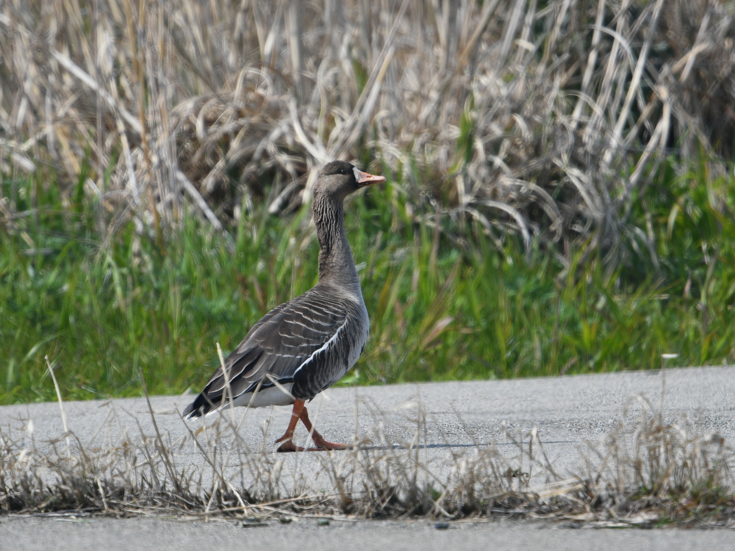 Greater White-fronted Goose