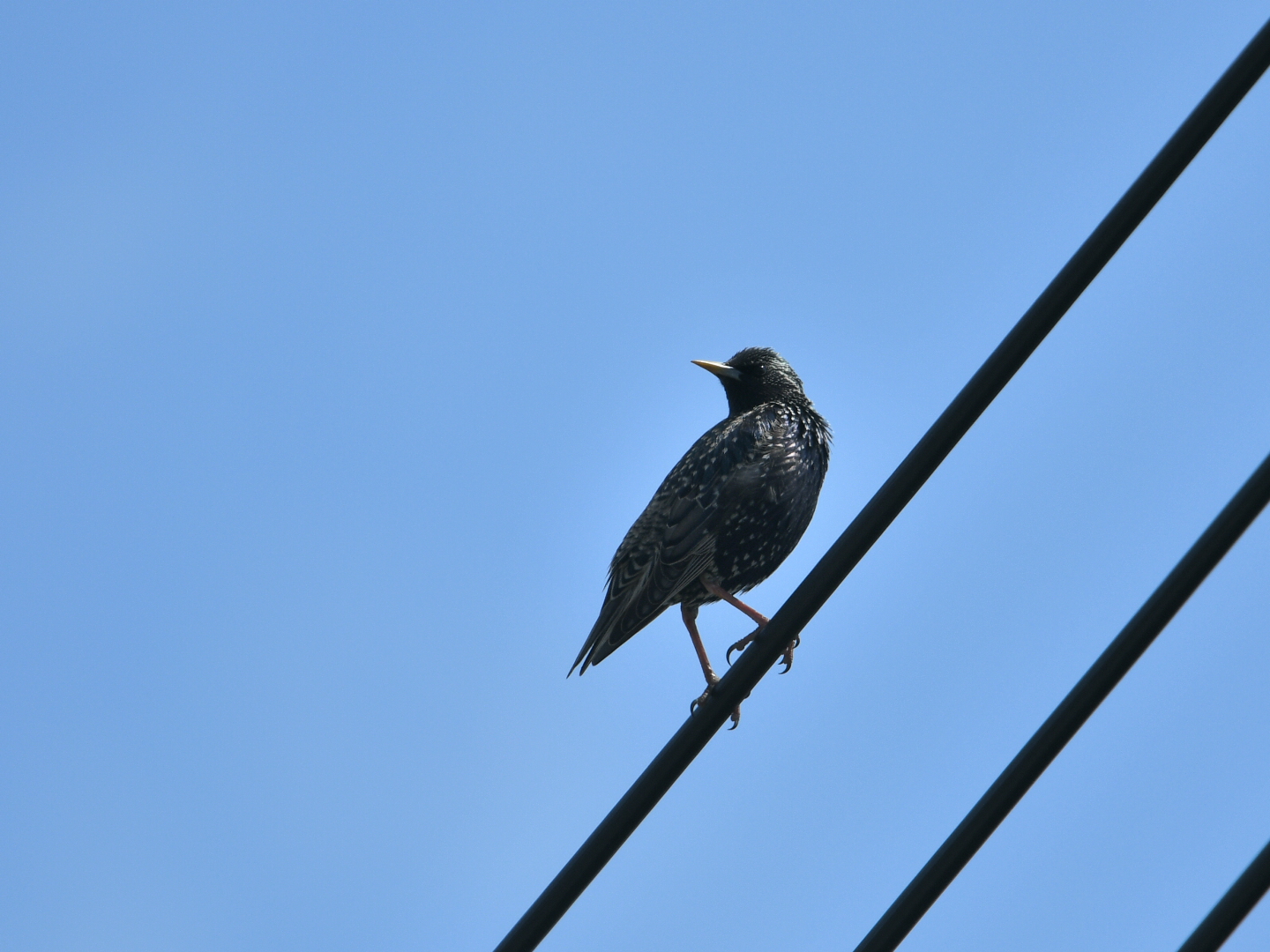 Common Starling